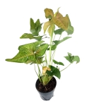 Syngonium Regina Red - XL