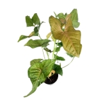 Syngonium Regina Red - XL