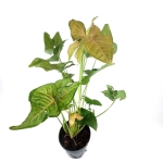 Syngonium Regina Red - XL