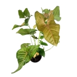 Syngonium Regina Red - XL