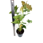 Syngonium Regina Red - XL