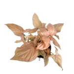 Syngonium Pink Allusion - zdjęcie poglądowe gatunku
