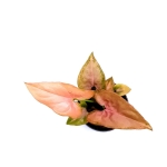 Syngonium Pink Allusion - S
