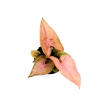 Syngonium Pink Allusion - S