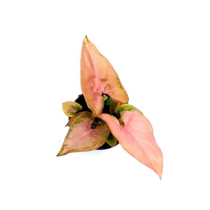 Syngonium Pink Allusion - S