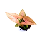 Syngonium Pink Allusion - S