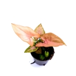 Syngonium Pink Allusion - S