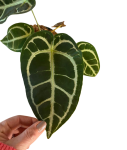 Anthurium crystallinum - XL