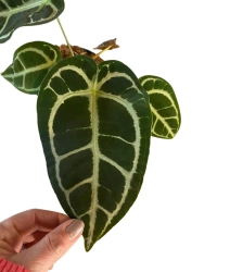 Anthurium crystallinum L