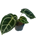 Anthurium crystallinum - XL