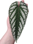 Cissus Discolor - liść