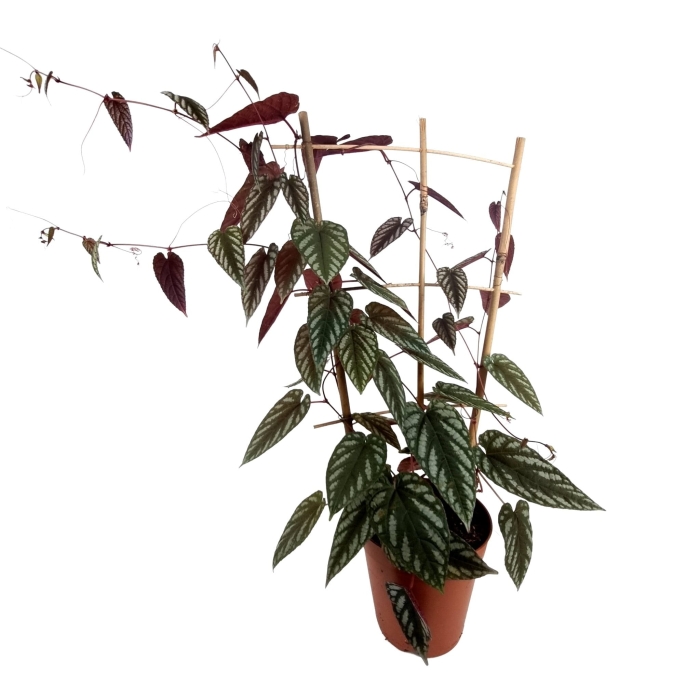 Cissus Discolor - XL