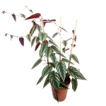 Cissus Discolor - XL