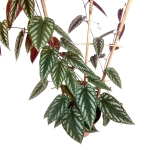 Cissus Discolor - XL