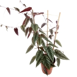Cissus Discolor - XL