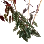 Cissus Discolor - XL