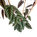 Cissus Discolor - XL
