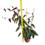 Cissus Discolor - XL