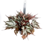 Begonia Sumatra Green - XL