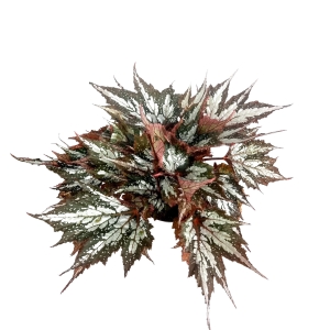 Begonia Sumatra Green