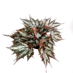 Begonia Sumatra Green - XL