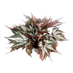 Begonia Sumatra Green - XL