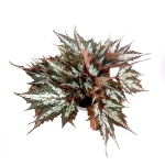 Begonia Sumatra Green - XL