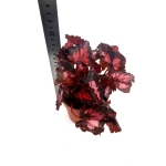 Begonia Inca Night - XL