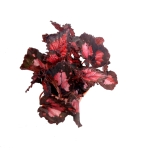 Begonia Inca Night - XL