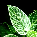 Philodendron birkin