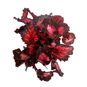 Begonia Inca Night