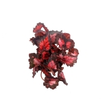 Begonia Inca Night - XL