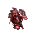 Begonia Inca Night - XL