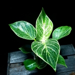 Philodendron birkin XL
