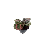 Goeppertia (Calathea) 'Illustris" - XS