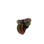 Goeppertia (Calathea) 'Illustris" - XS