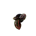 Goeppertia (Calathea) 'Illustris" - XS