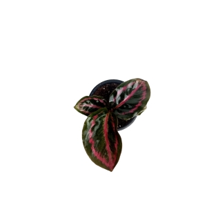 Goeppertia (Calathea) 'Illustris" - XS