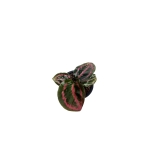 Goeppertia (Calathea) 'Illustris" - XS