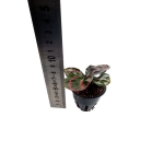 Goeppertia (Calathea) 'Illustris" - XS