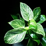 Philodendron birkin XXL