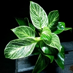 Philodendron birkin XXL