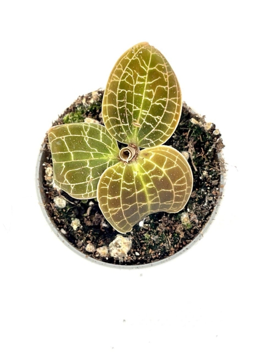 Macodes Lowii - M
