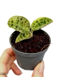 Macodes petola - S