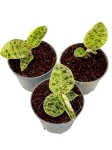 Macodes petola - S