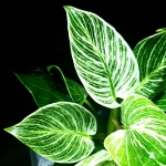 Philodendron birkin