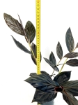 Zingiber malaysianum - alpinia malajska