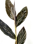 Zingiber malaysianum - alpinia malajska