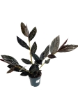 Zingiber malaysianum - alpinia malajska