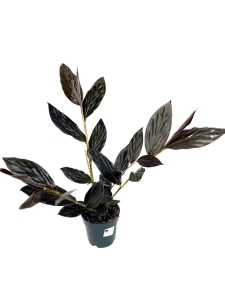 Zingiber malaysianum - alpinia malajska